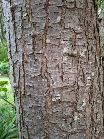 Harpephyllum afrum trunk